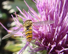 waspie wiki